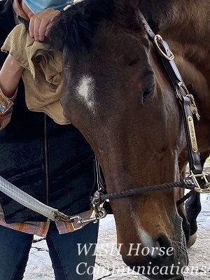 手入れを喜ぶ乗馬