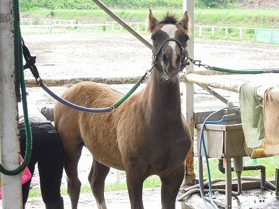 馬と仲良くなれる乗馬クラブ