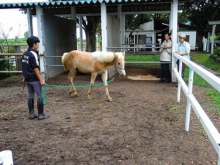 ウィッシュナチュラルホースコミュニケーションズ