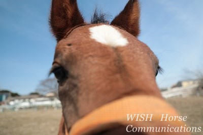 馬と話せるようになろう