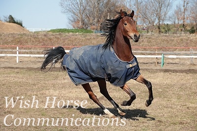 健康な乗馬