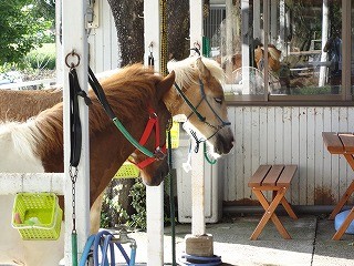 今日は千葉で大雨だったそうです