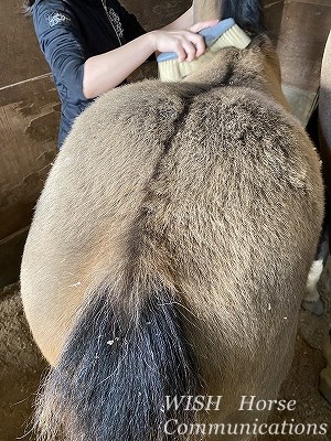 乗馬のお尻