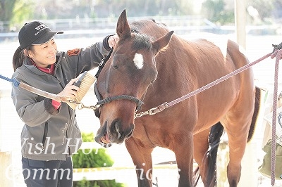 喜ぶ馬