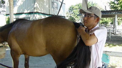 馬の直腸検査