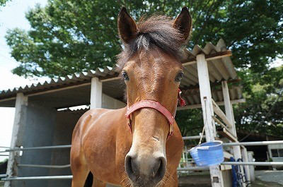 新馬調教
