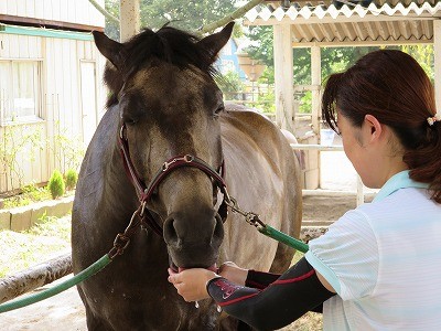 馬を慈しむ