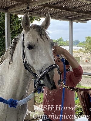 馬も幸せな乗馬