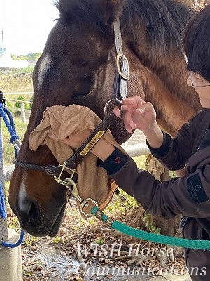 幸せな馬