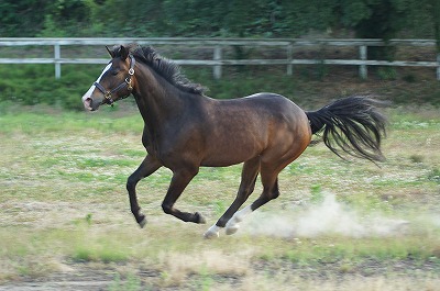 幸せな馬が幸せな乗馬をくれる