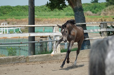 馬に自由と喜びを！