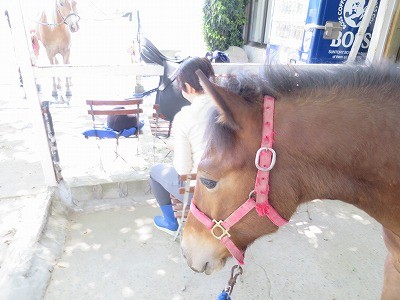 新馬調教　リーディングはすべての基本