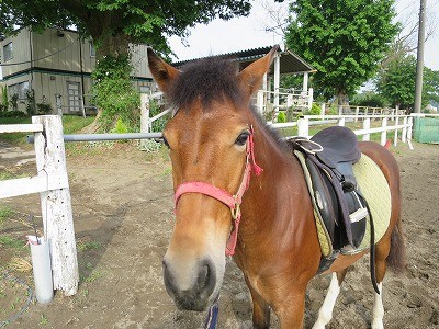 新馬調教　受け入れている馬の表情