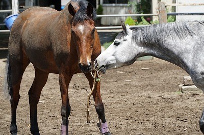 風の中の馬達