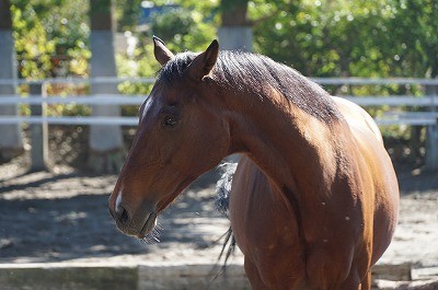 馬がしてほしい本当の接し方