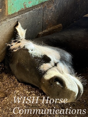 眠る馬