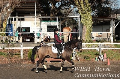 頭をクリアに馬を感じる