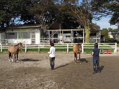 素晴らしい馬とのコミュニケーションの世界！
