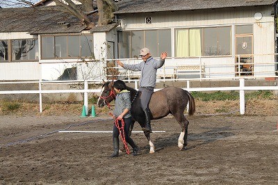 馬の教育