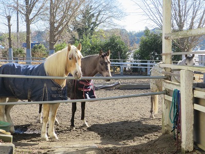 信頼関係ができている馬達