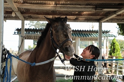 最高の乗馬