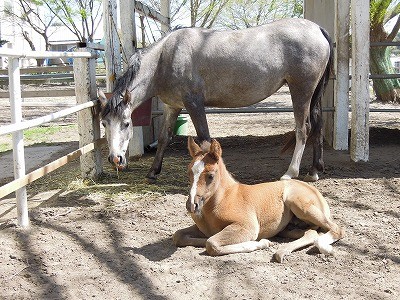 むっちりした子馬