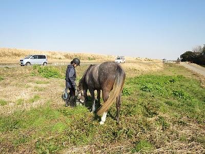 馬とお散歩