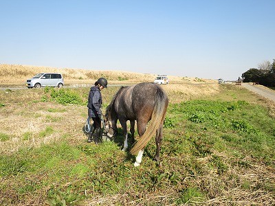 馬とお散歩