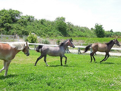 馬と遊べる乗馬クラブ