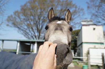 馬と仲良くしよう
