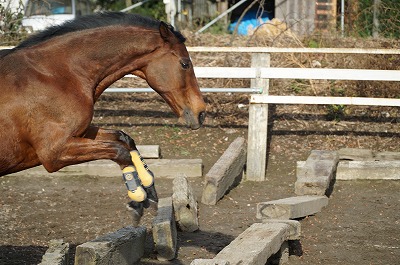 馬が心を許してくれる