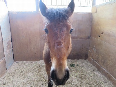 新馬調教　馬と仲良くなりたかったら馬を拘束しない