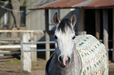 幸せな馬をパートナーにしよう