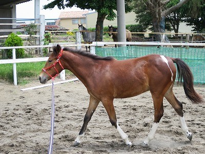 新馬調教　輪乗り駈歩での身体の使い方を知る