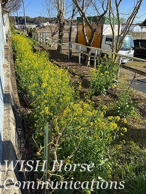 菜の花牧場
