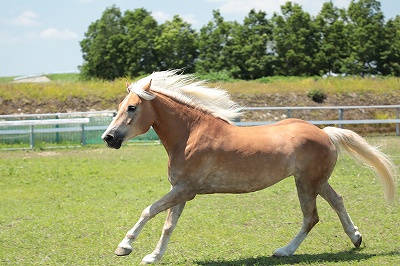 馬を健康に保つ