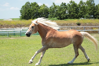 馬を健康に保つ