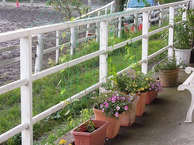 乗馬クラブの緑のカーテン