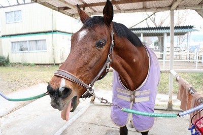 馬の散髪屋さん