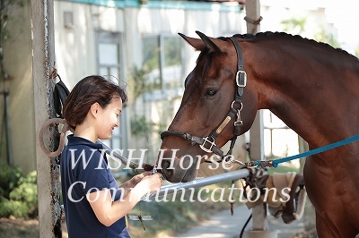 馬に優しい乗馬