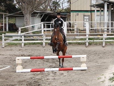 馬術調教の8段階
