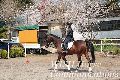 桜乗馬