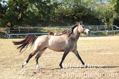 別世界の乗馬