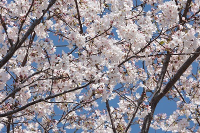 牧場の桜