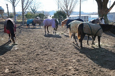 馬の喜ぶこと