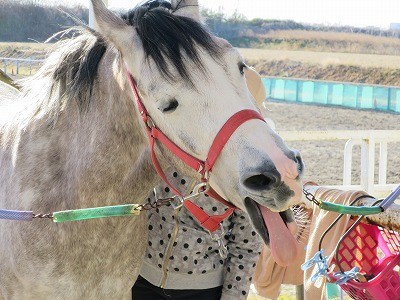 馬　心からのリラックス