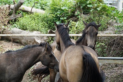 馬との会話