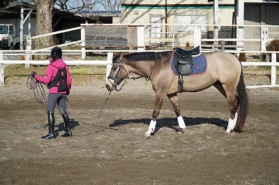 馬が寄り添ってくれる