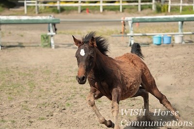 馬を尊重する乗馬