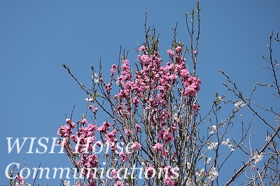 桃の花